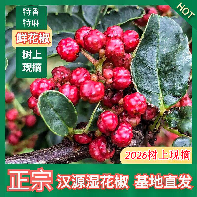 2026年四川汉源新鲜活花椒湿花椒生花椒粒香麻现摘产地直发500克