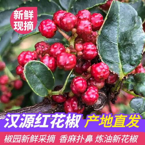 四川汉源湿贡椒花椒农家自种新鲜树上现摘现发顺丰包邮又香又麻