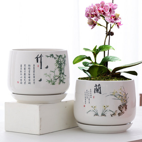 绿萝多肉花卉绿植带托盘