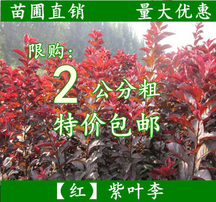紫叶李树苗 红叶李树 正宗绿化紫叶李树工程树别墅风景树行道树