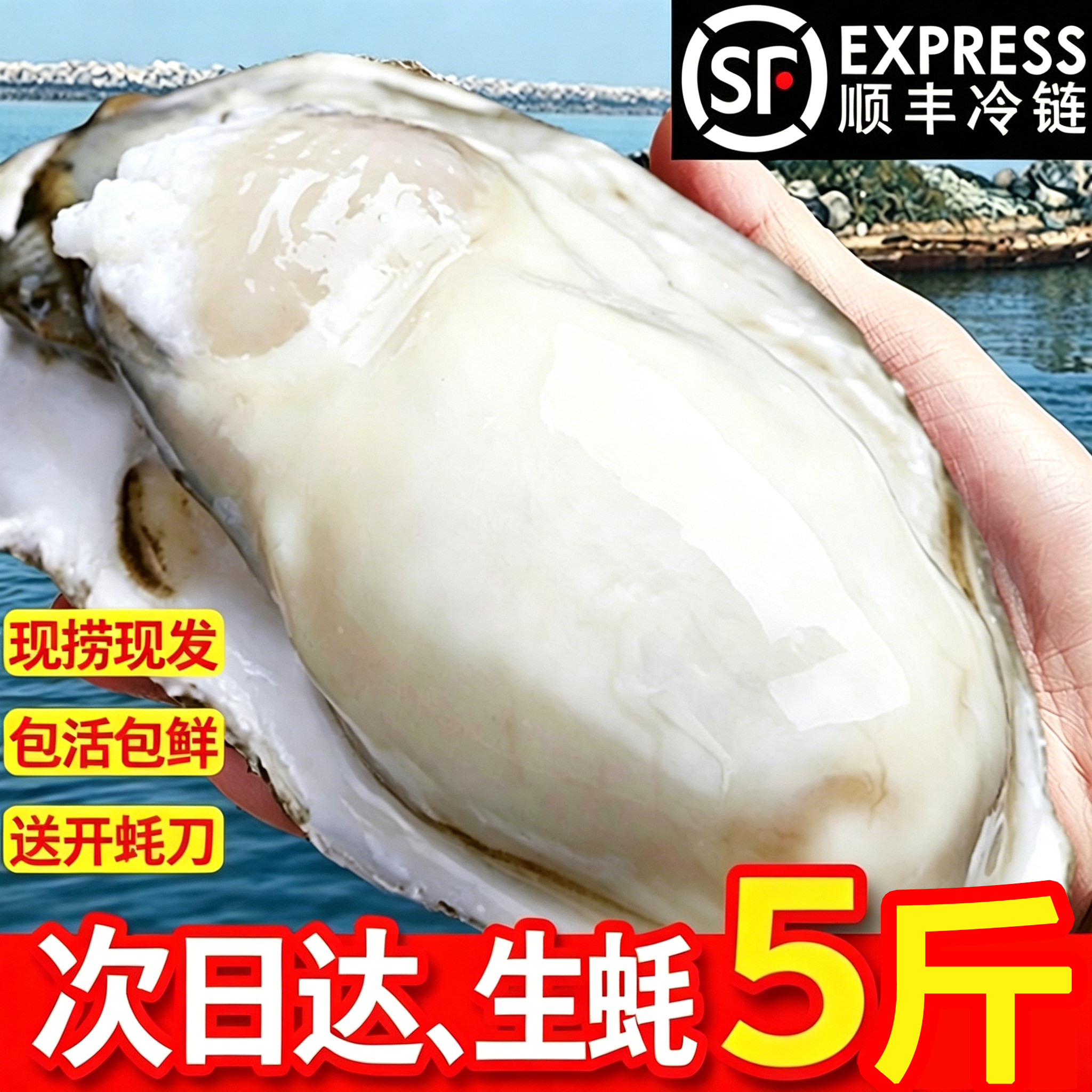 惠号生蚝鲜活5斤整箱批发特大海蛎子牡蛎新鲜活生蚝刺身商用生鲜
