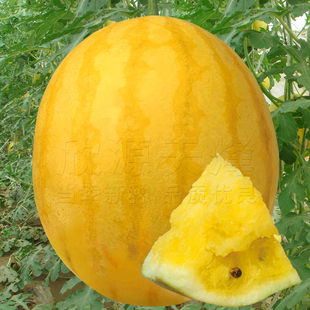 黄皮黄壤西瓜种子春季夏秋季四季盆栽超甜黄肉礼品小型西瓜种籽孑