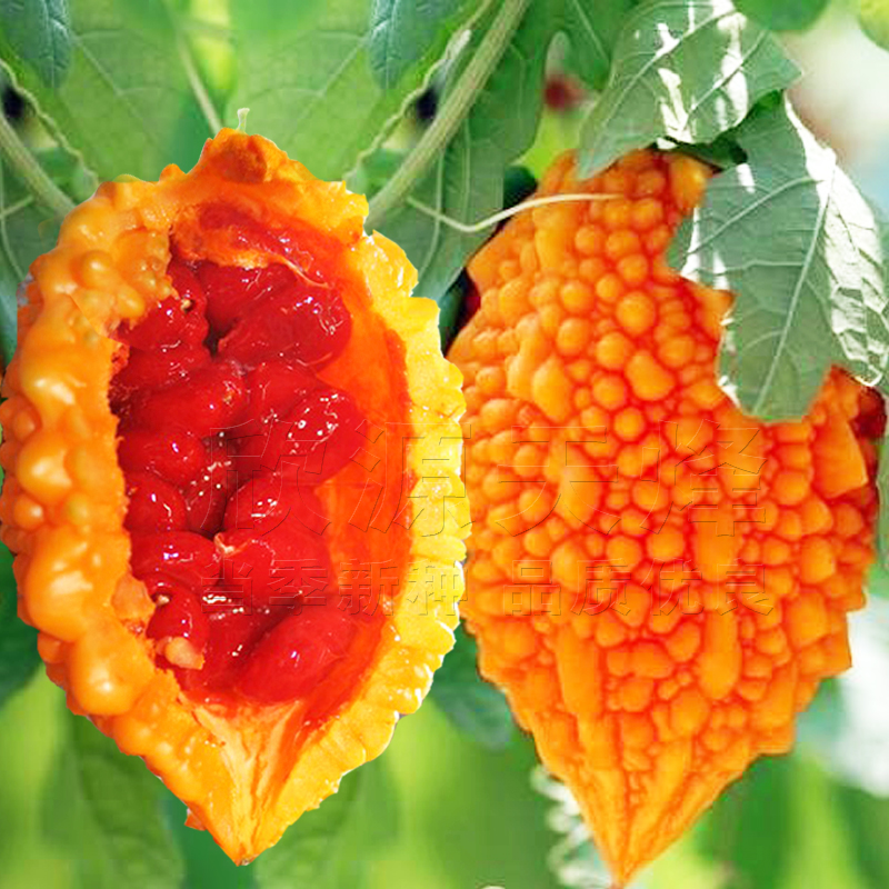 小癞瓜种孑观赏四季癞葡萄耐热阳台庭院爬藤小濑瓜种子苦瓜种籽