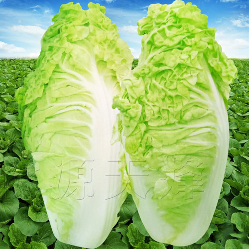 快菜种籽春夏秋冬季娃娃菜青菜籽