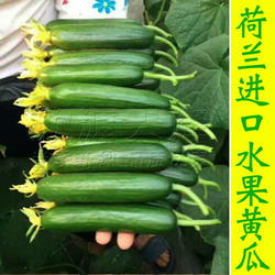 无刺水果黄瓜种子种苗小黄瓜种籽寿光四季阳台春季菜种子蔬菜种孑