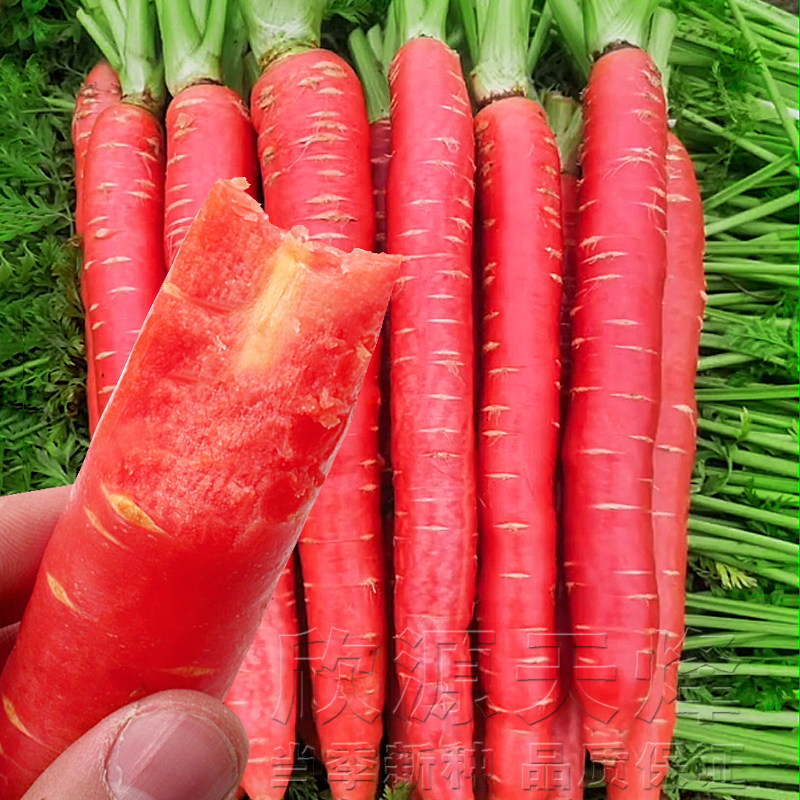 玫瑰红胡萝卜种籽夏秋季红皮水果萝卜种子四季阳台盆栽蔬菜种孑