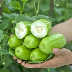 梢瓜爽口花龙菜瓜种子青皮脆瓜花皮甜瓜四季子春季烧瓜蔬菜种籽孑