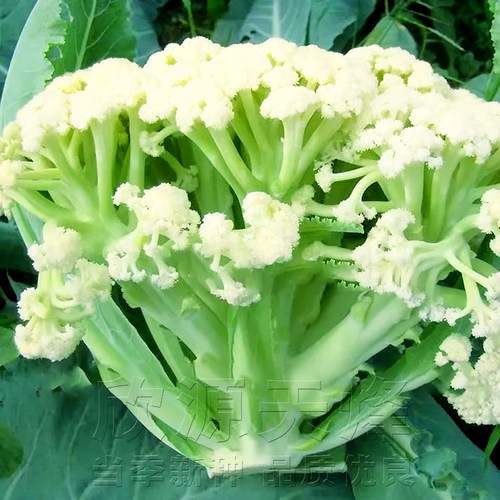 青梗松花菜种子花椰菜种籽