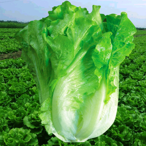 意大利生菜种子春季耐抽薹玻璃脆