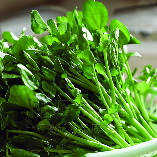 西洋水培阳台盆栽野生豆瓣菜