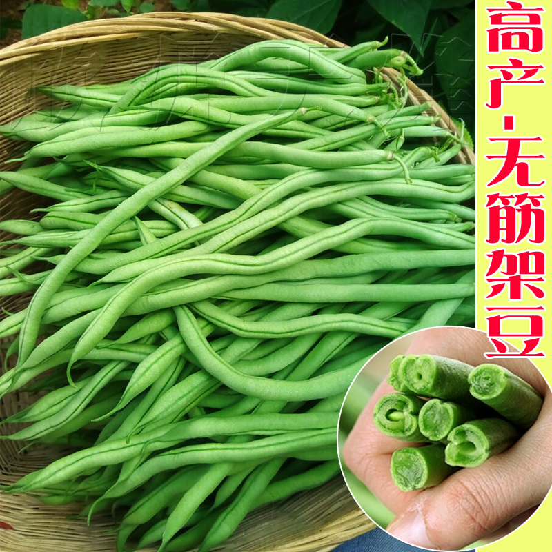 高产早熟无筋豆角种子苗春季夏蔬菜种孑四季庭院无丝筋豆架豆种籽_虎窝淘