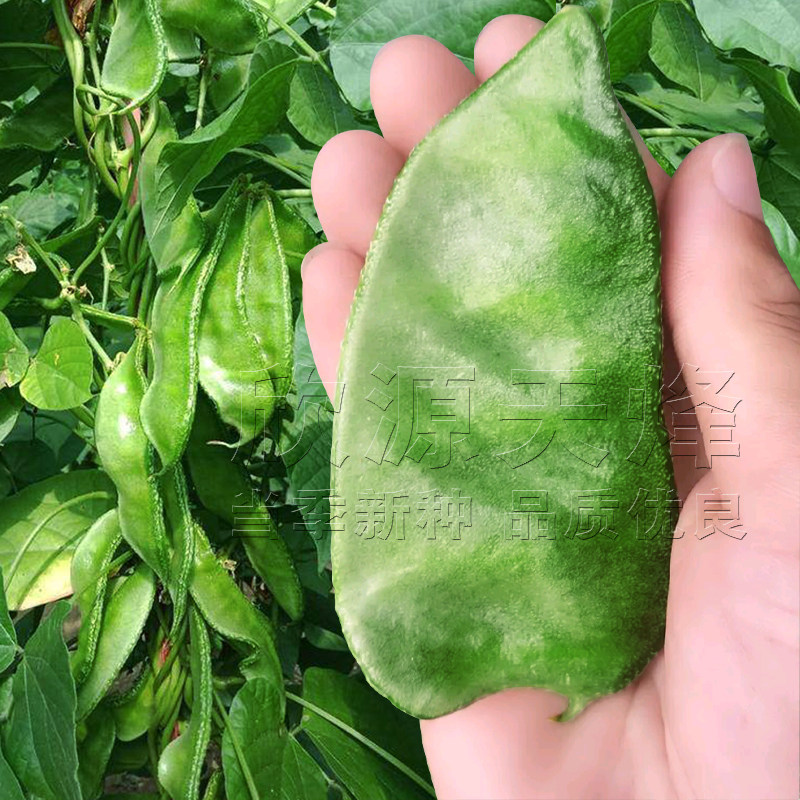 高产眉豆种籽春季夏秋季耐热阳台庭院搭架猪耳朵绿扁豆梅豆种子孑