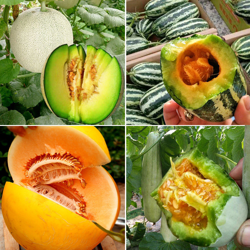 Claw honey muskmelon seed Emerald muskmelon Pellicle White Elizabeth Muskmelon fruitin the Flower delivery/Flowers simulation/Plants gardening , Flowers/Fruits and vegetables/Lawn seed (New) , Home &amp; Garden Seeds  category - from Buy2taobao.com to provide professional Taobao agent buy service