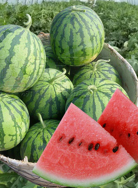 8424西瓜种子籽苗子超甜巨型特大四季早熟麒麟甜王西瓜秧水果种孑