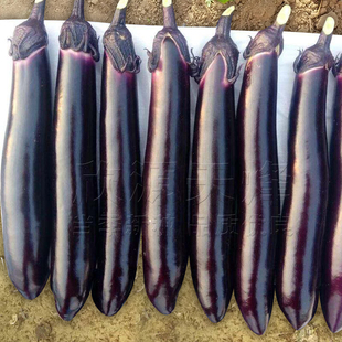 长茄茄子种籽种苗紫黑改良大龙长茄种籽苗春秋季 蔬菜种孑 阳台四季