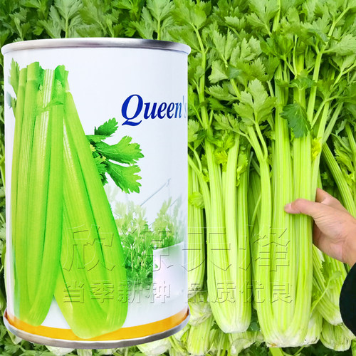 西芹种子种苗芹菜美国文图拉蔬菜