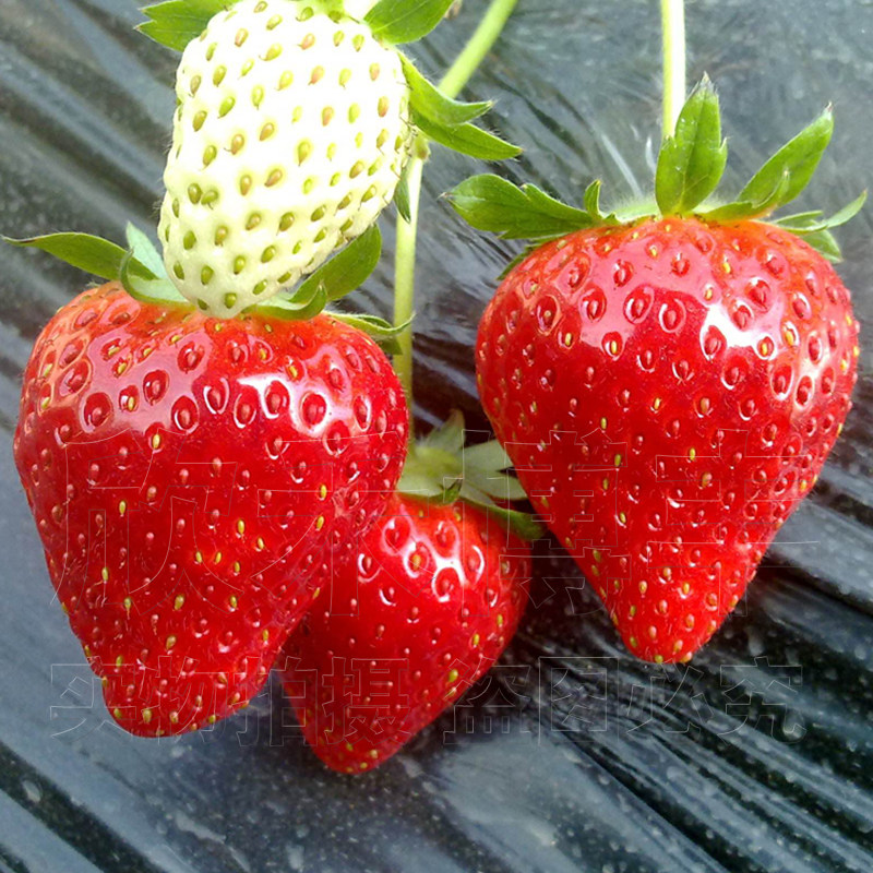 Italy Imported cream strawberry seed fruit Four seasons Farming Perennial edible Spring Potted plantin the Flower delivery/Flowers simulation/Plants gardening , Flowers/Fruits and vegetables/Lawn seed (New) , Home &amp; Garden Seeds  category - from Buy2taobao.com to provide professional Taobao agent buy service