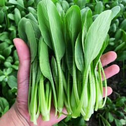 鸡毛菜菜种籽小白菜阳台种菜盆栽种子上海青菜园四季播蔬菜种孑