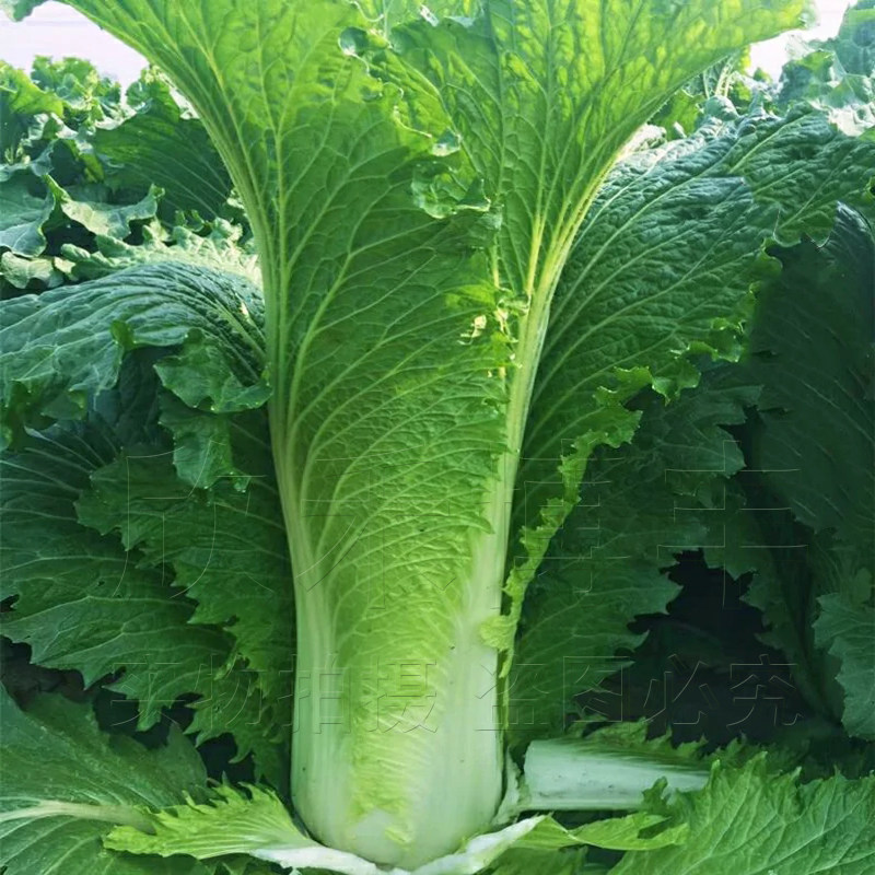 天津青麻叶直筒形白菜种子秋季绿大青麻叶大白菜四季播蔬菜种孑