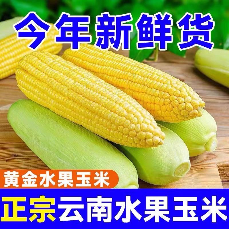 云南水果玉米新鲜现摘现发脆甜减脂爆汁水果玉米可榨汁即食