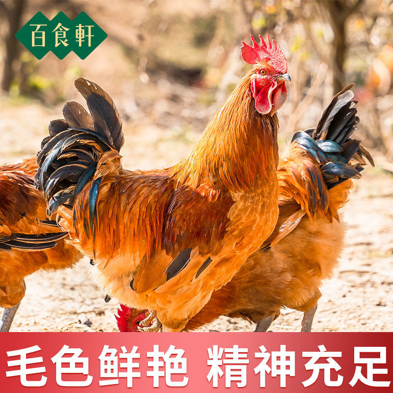 正宗农家散养公鸡新鲜整鸡肉走地鸡土鸡草鸡笨鸡黑爪公鸡3斤/只*1