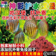 包邮 七彩神仙鱼牛心汉堡虾汉堡埃及专用鱼食三袋75元 起顺丰空运