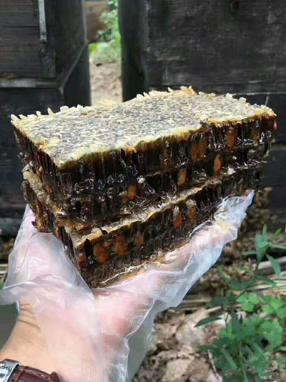 老巢蜜老蜂巢蜂窝蜂巢蜜嚼着吃农家自产纯正天然野生百花蜂蜜500g
