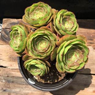 法师新三仙凤凰孔雀火凤凰红酒解百纳老桩群生