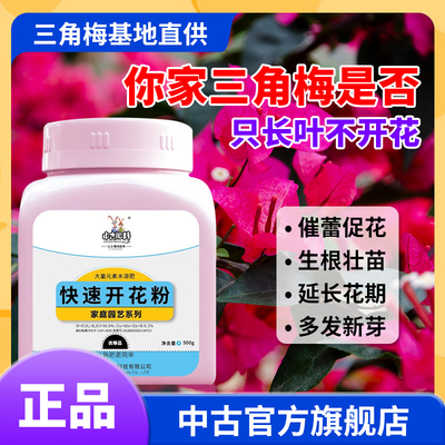 中古快速开花粉三角梅催生花苞促快速开花家庭园艺花卉绿植通用型