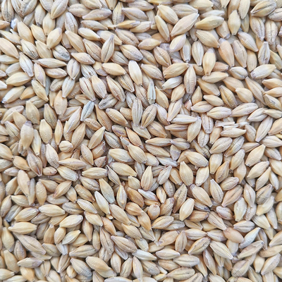 带壳赛鸽粮食物一件500克鸟食