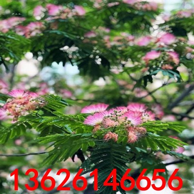 合欢树苗合欢苗绒花树苗芙蓉花树苗庭院盆栽合欢花苗绿化工程树苗