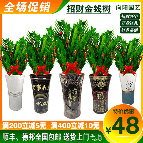 无品牌金钱树绿植基地发货
