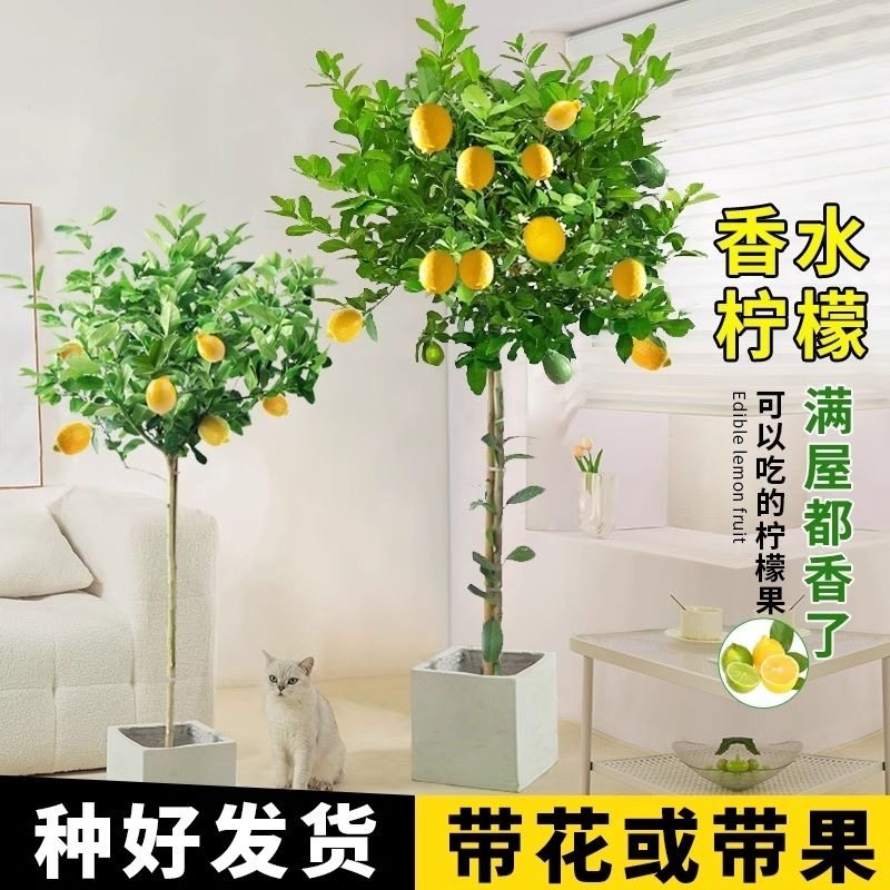 （直播间一物一拍）香水柠檬树除甲醛大型室内外阳台客厅绿植可食