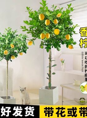 大型室内外阳台客厅绿植可食用