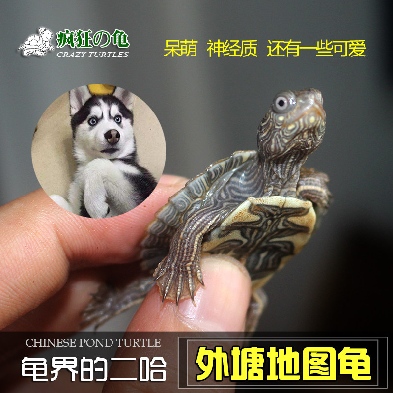 疯狂的龟龟外塘地图苗小乌龟活体深水观赏龟黑瘤地图互动性招财龟图片
