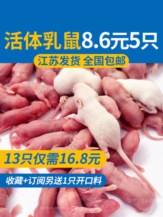 活乳鼠小白鼠宠物蛇无菌爬宠活饵饲料