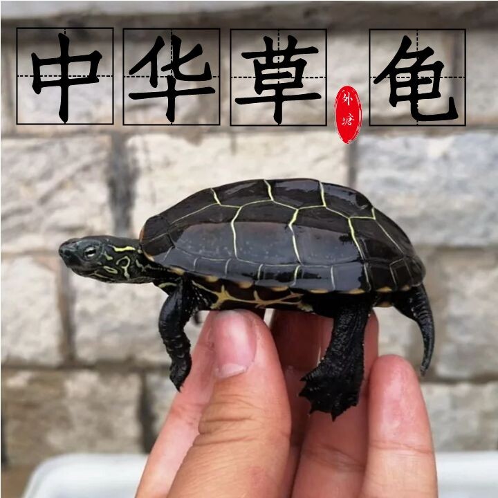 外塘中华草龟长寿龟小乌龟活体水龟/鳖
