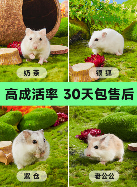 家养宠物小仓鼠活物侏儒三线银狐布丁老公公奶茶金丝熊宝宝活体鼠