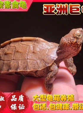 亚洲巨型龟亚巨乌龟苗亚巨种龟素食龟吃菜龟半水龟养龟观赏龟招财