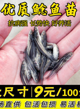 大口鲶鱼苗活体淡水养殖南方大口鲶鱼苗观赏鲢鱼埃及胡子土鲶鱼苗