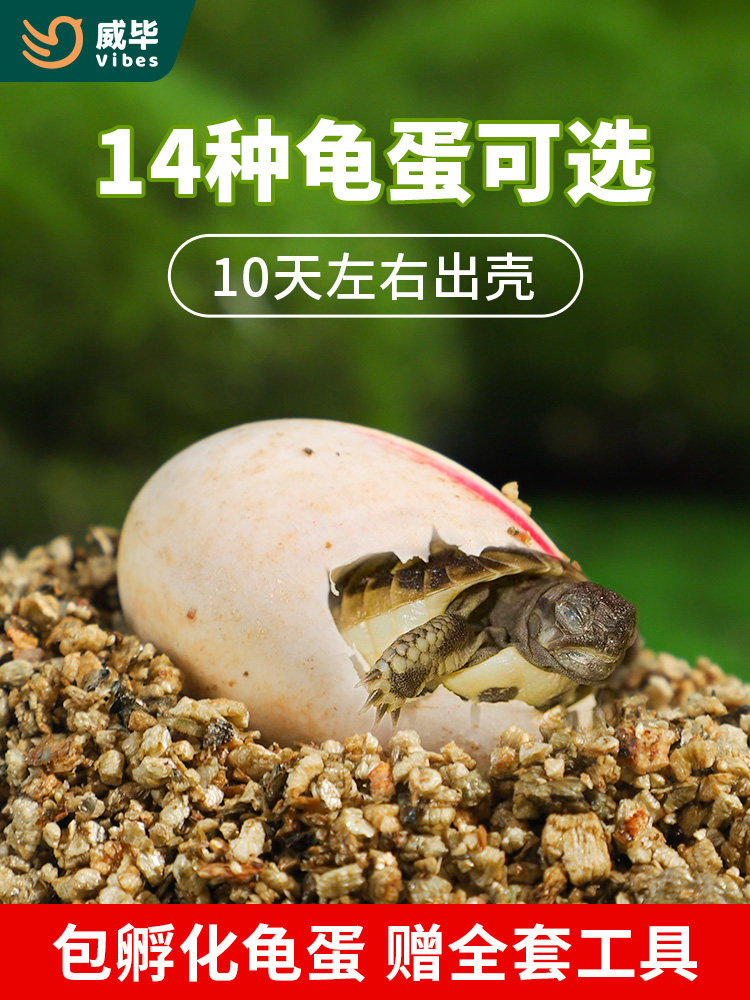 可孵化乌龟蛋套装中华草龟花龟巴西龟鳄龟活体受精蛋宠物招财龟图片