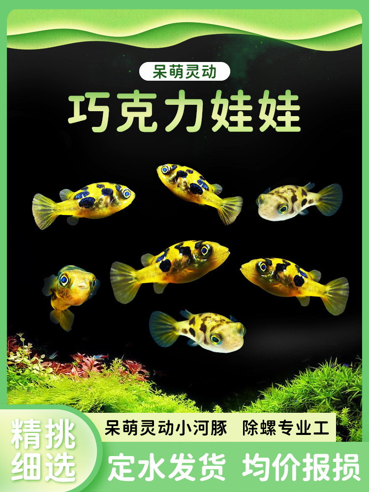 巧克力娃娃鱼河豚除螺蜗虫克星活体潜水艇草缸宠物小型热带观赏鱼