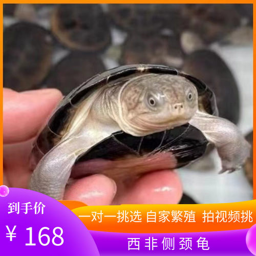 外塘养殖西非侧颈龟苗宠物活体沼泽侧颈深水蛋龟热带网红造景乌龟