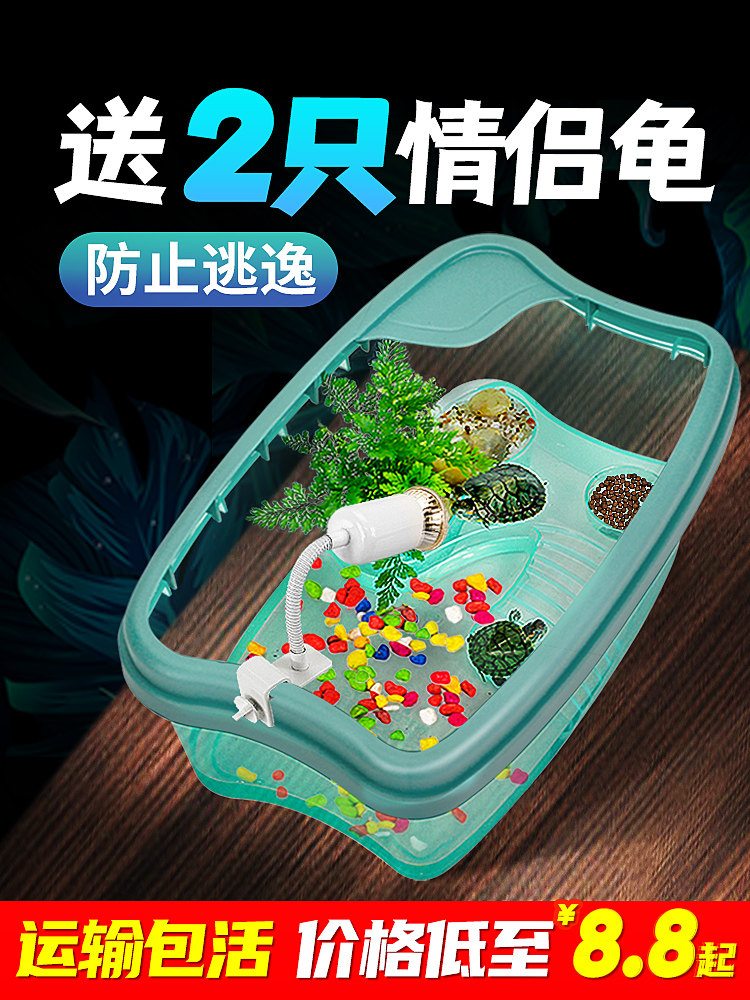 小乌龟活宠物观赏家养中华草龟珍珠巴西花龟小型好幼龟苗耐活体
