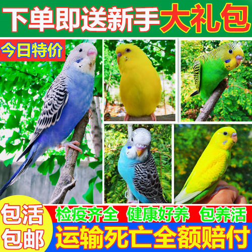 虎皮鹦鹉活鸟中小型会说话宠物鸟类鸟活物手养鸟玄凤一对幼鸟活体 - 封面