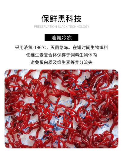 冰冻红血虫价格 冰冻红血虫图片 星期三