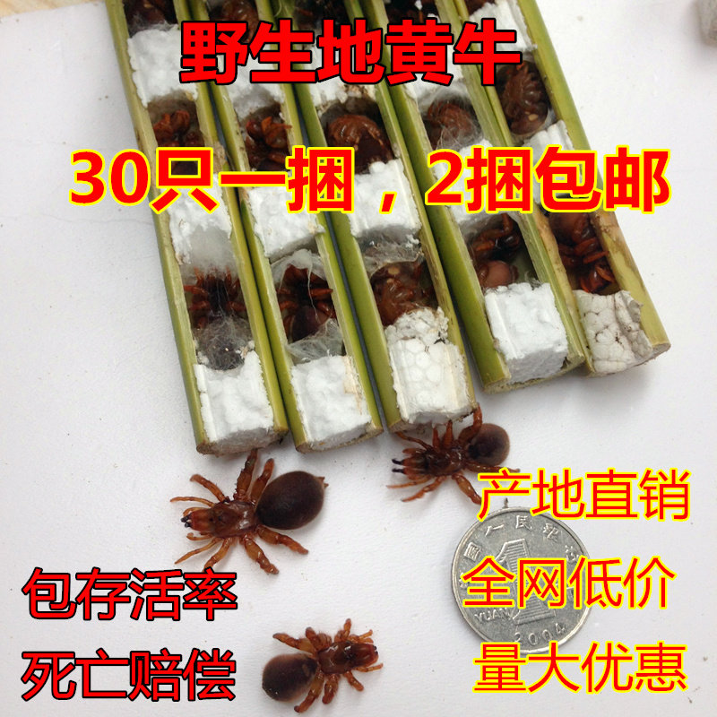 地黄牛活体虫黄色地蜘蛛壁口袋中大30只画眉鸟食提性催叫助打斗