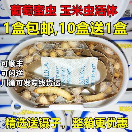葡萄密虫活虫玉米虫活体蜜虫包邮