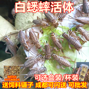 白蟋蟀活体蛐蛐油葫芦小蟋蟀1-2cm压成体500g守宫鸟宠物食料包邮