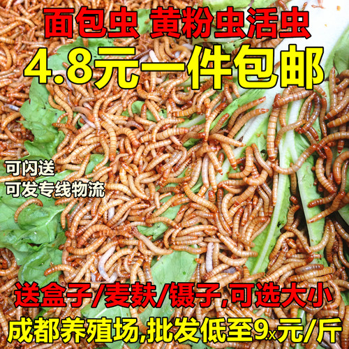 面包虫活虫黄粉虫鱼龟鸟守宫零食